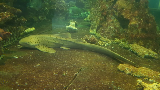 Aquarium & Marine Museum Kota Kinabalu