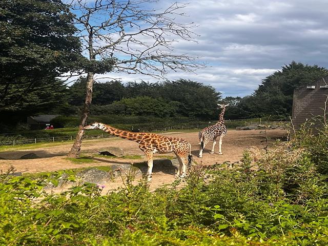 Belfast Zoo