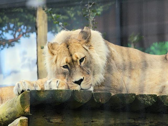 Belfast Zoo