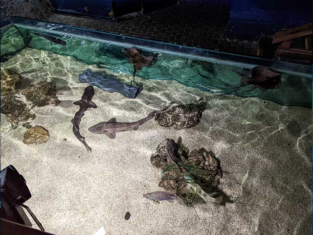 Blue Reef Aquarium Portsmouth