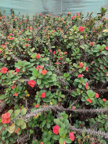 Botanical Garden Hyderabad