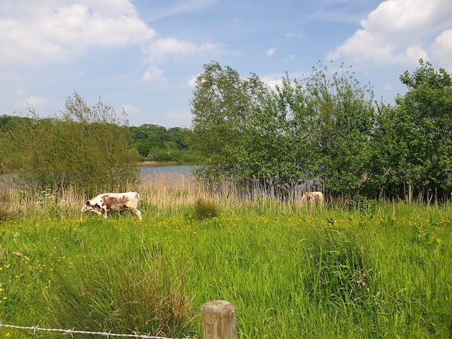 Brockholes Forest