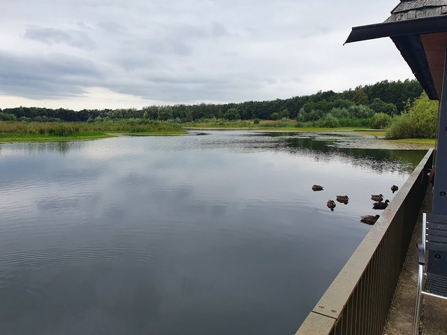 Brockholes Forest in Preston