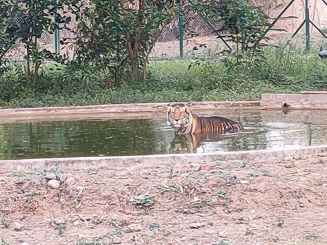 Chidiya Ghar Zoo in Indore