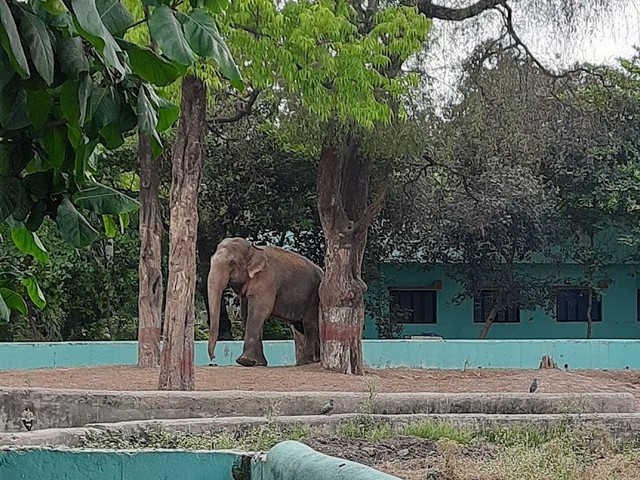 Chidiya Ghar Zoo Indore