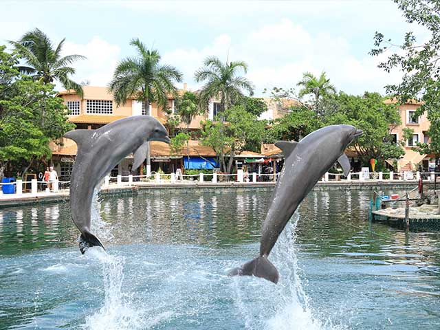 Dolphin Discovery Riviera Maya Playa del Carmen