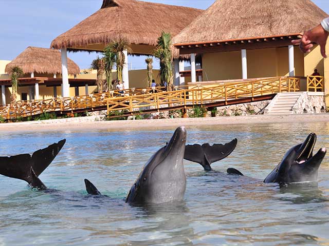 entertainment in Playa del Carmen