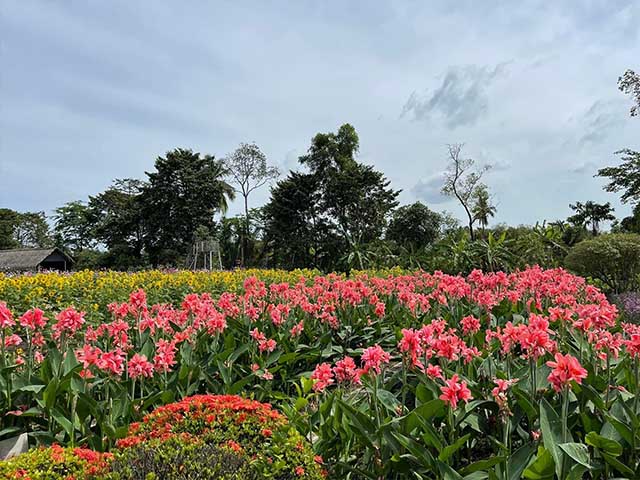 Flower Field Garden Ho Chi Minh City