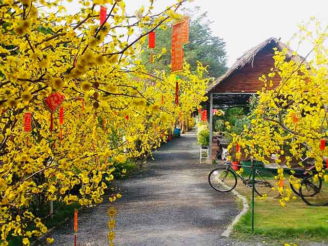 Flower Field Garden Ho Chi Minh City