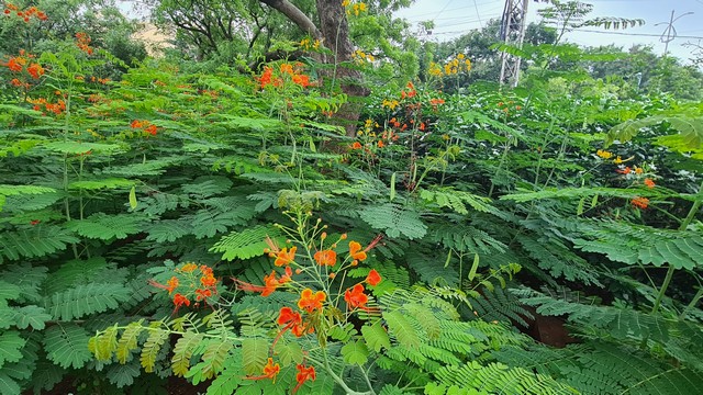 Hyderabad parks