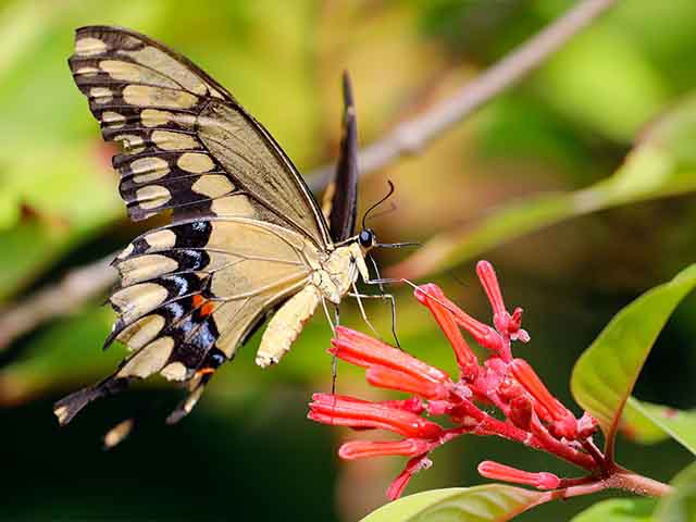 Mariposario de Xcaret Playa del Carmen