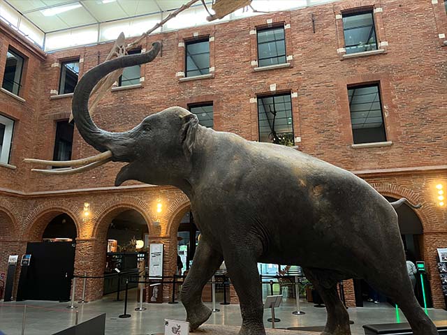 things to see and do in Toulouse
