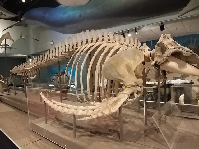 Natural History Museum in Halifax