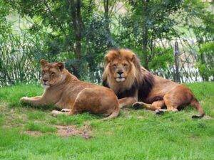 Plaisance du Touch Zoo Toulouse - things to do in Toulouse with family