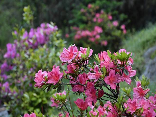 Plant Conservatory Gangtok