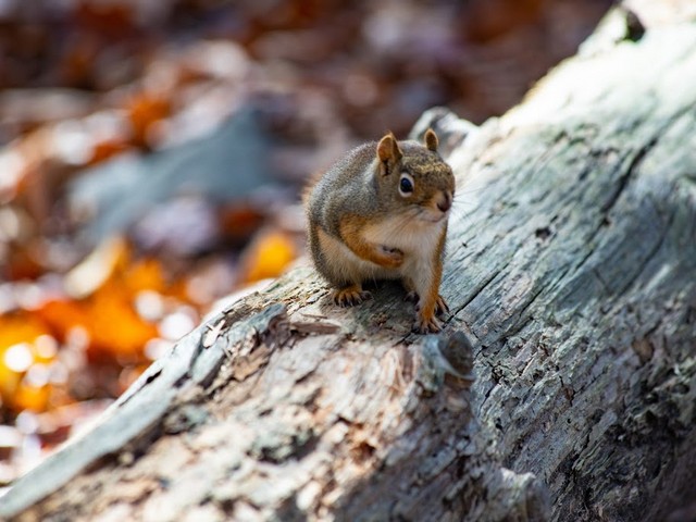 Shubie Park Halifax