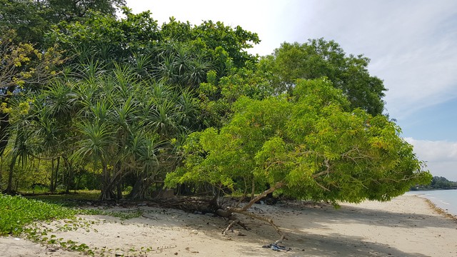 UMS ODEC Beach Kota Kinabalu