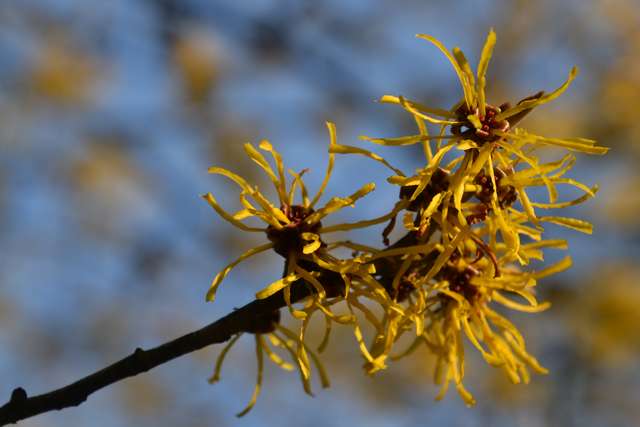 Arboretum Kalmthout Antwerp