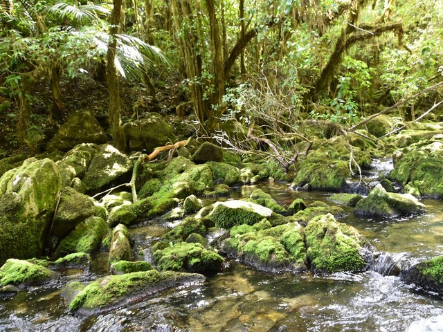 The Riuwaka Resurgence Forest Nelson