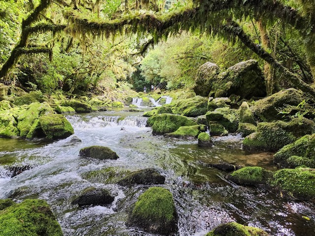 The Riuwaka Resurgence Forest Nelson
