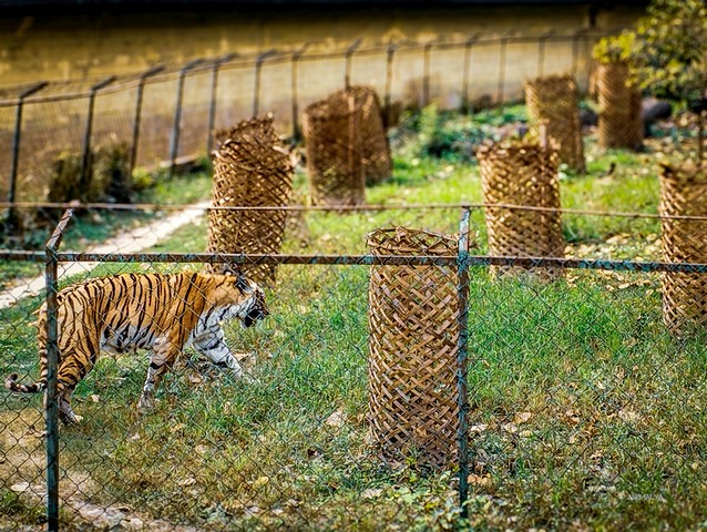 things to do in Kolkata with children