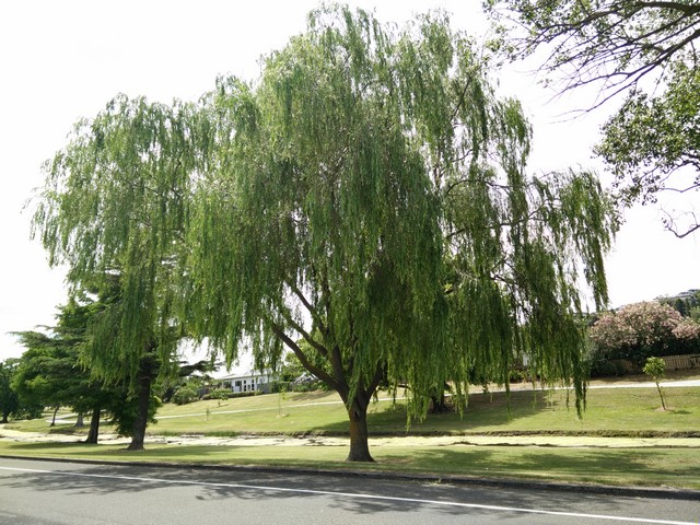 parks in Napier